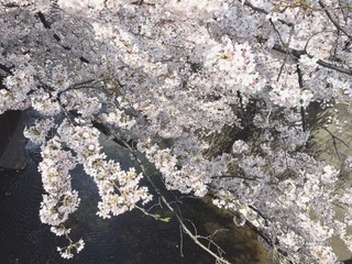 IMG_0345.JPG